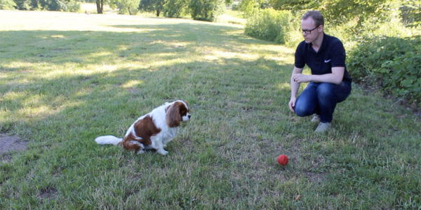 Level 3: Der Hund bleibt sitzen, auch wenn ein Ball an ihm vorbeirollt
