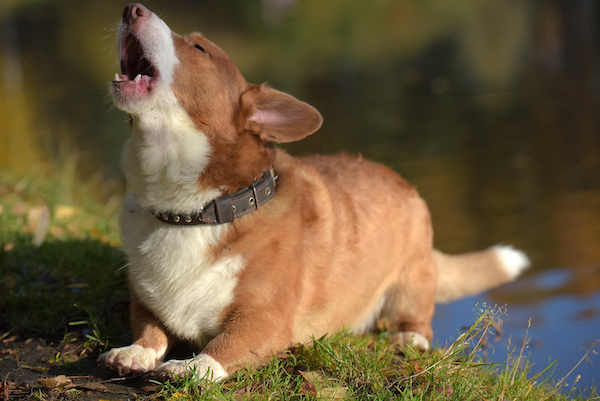 Dein Hund bellt immer? Die Schnüffelfreunde Hundeschule